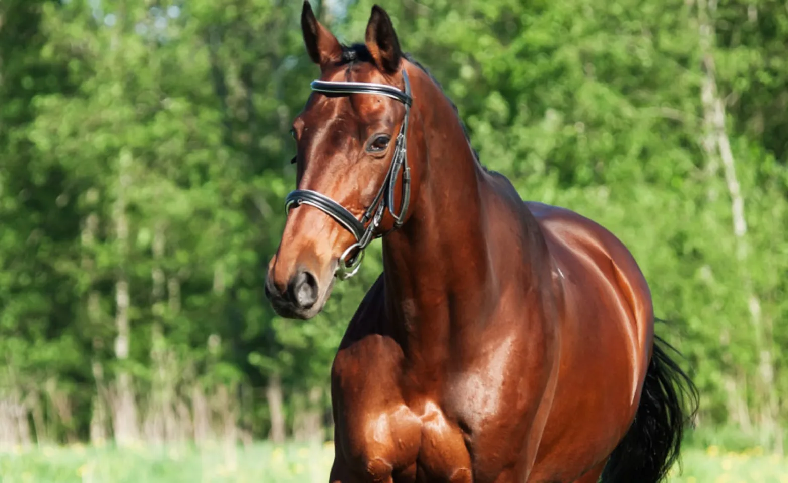 Upper half of brown horse against a green background